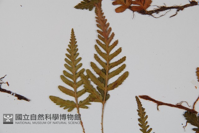 陰石蕨藏品圖，第4張