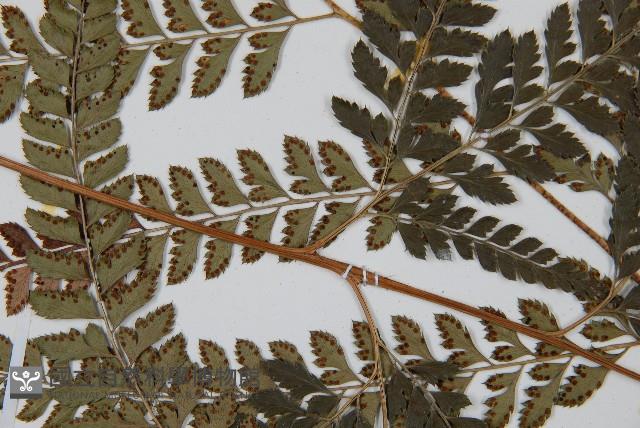 斜方複葉耳蕨藏品圖，第3張