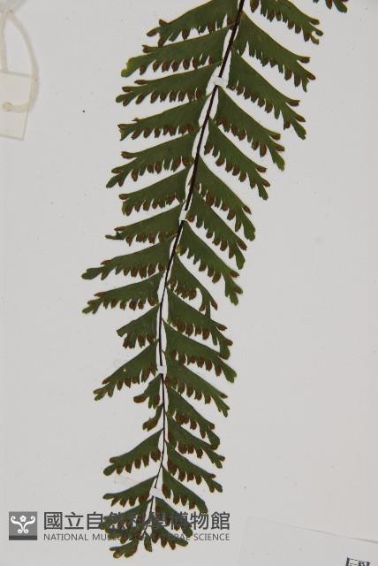 薄葉孔雀鐵角蕨、邊孢鐵角蕨藏品圖，第4張