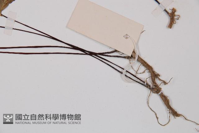 單邊鐵角蕨藏品圖，第4張