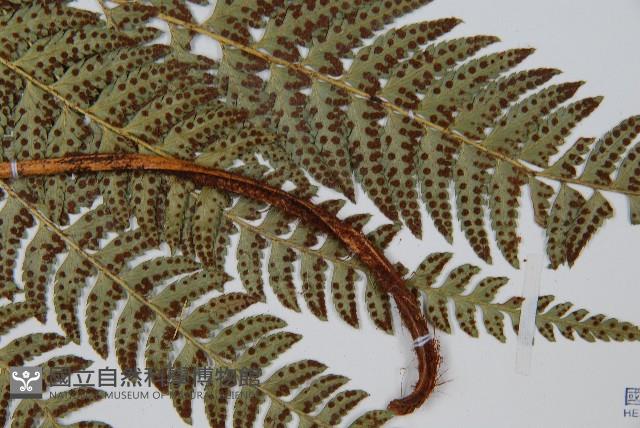 長尾複葉耳蕨藏品圖，第4張