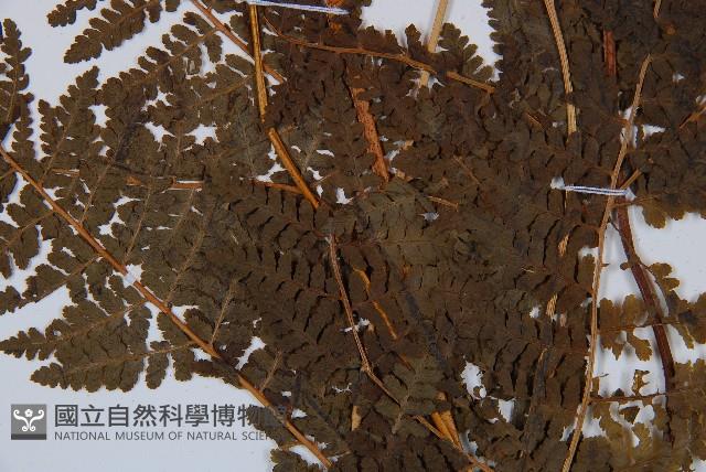 姬蕨藏品圖，第4張