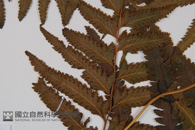 邊緣鱗蓋蕨藏品圖，第4張