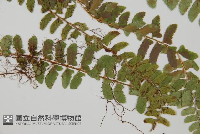 鞭葉蕨藏品圖，第4張
