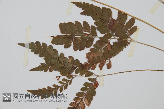 斜方複葉耳蕨藏品圖，第3張