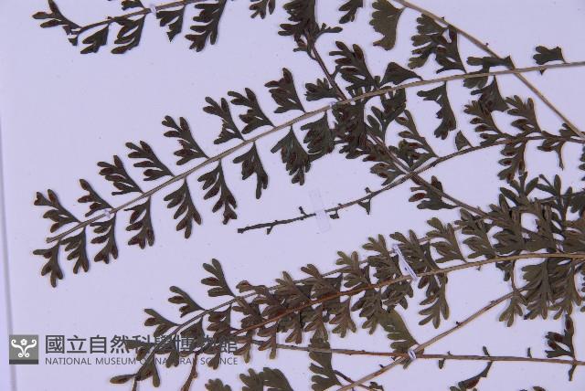 登錄號:P010030藏品圖，第4張