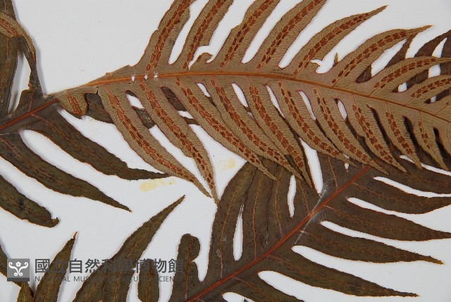 生芽狗脊蕨、頂芽狗脊蕨藏品圖，第4張