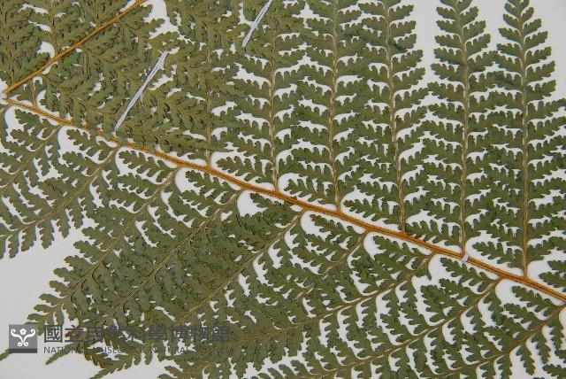 司氏碗蕨藏品圖，第4張