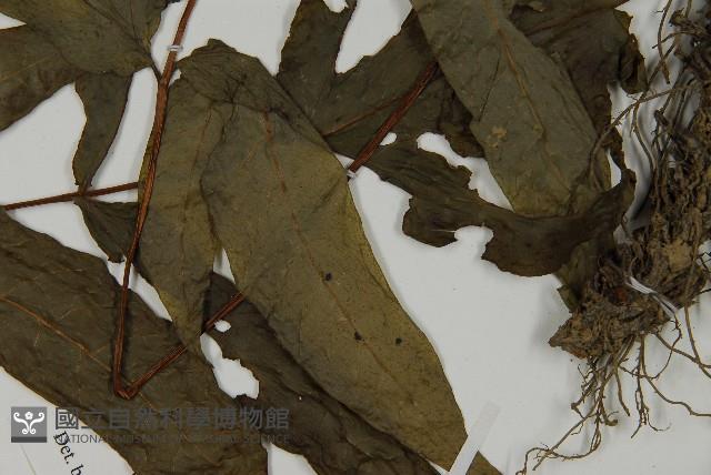 紫柄三叉蕨藏品圖，第4張