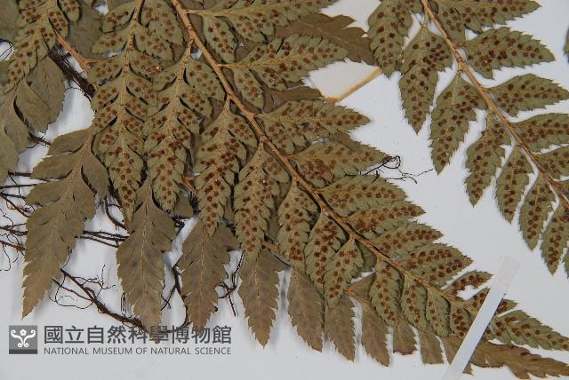 斜方複葉耳蕨藏品圖，第3張
