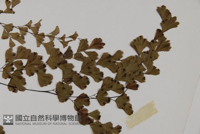 鐵線蕨藏品圖，第4張