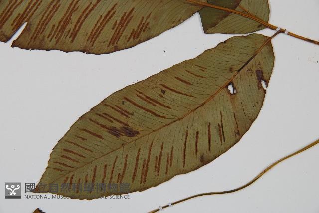 細柄雙蓋蕨藏品圖，第4張