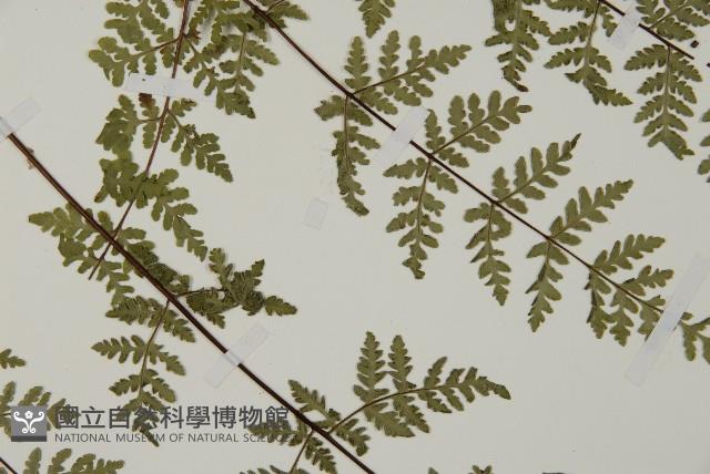 華北粉背蕨藏品圖，第7張