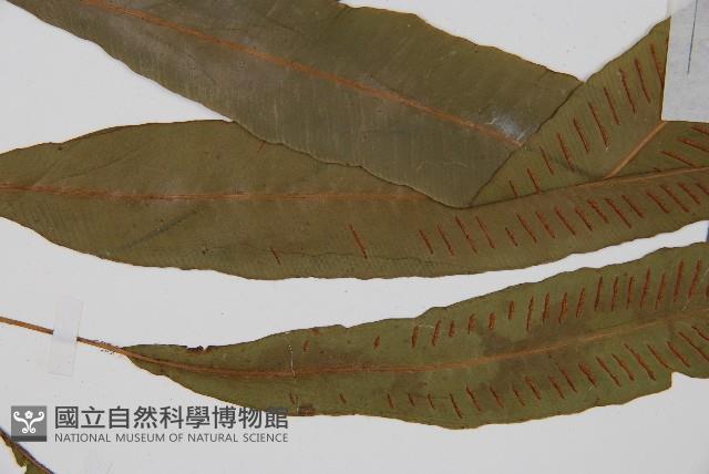 單葉雙蓋蕨藏品圖，第4張