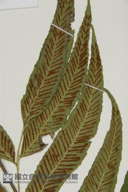 南海鐵角蕨藏品圖，第7張