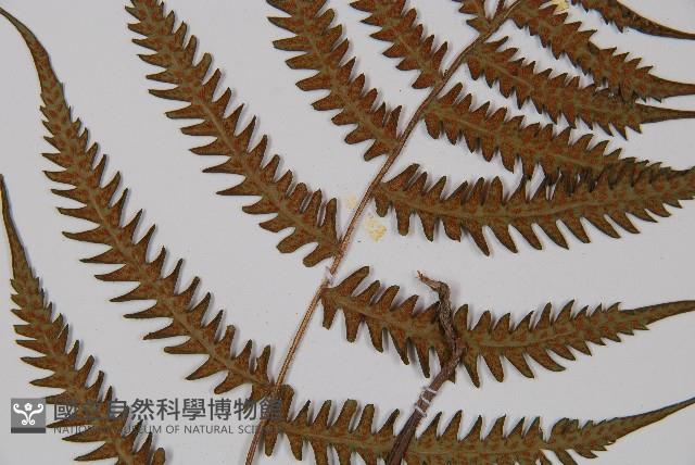 東洋蹄蓋蕨、假蹄蓋蕨藏品圖，第4張