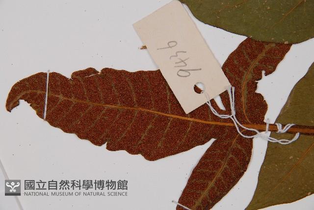 沙皮蕨藏品圖，第3張