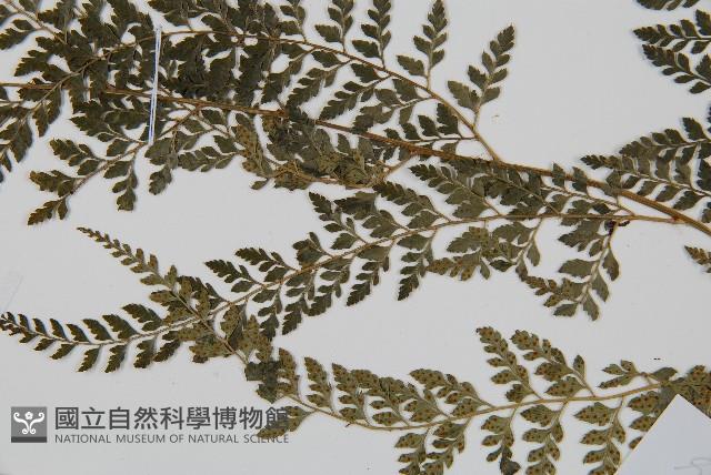 臺灣兩面複葉耳蕨藏品圖，第4張