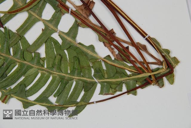 雉尾烏毛蕨藏品圖，第4張