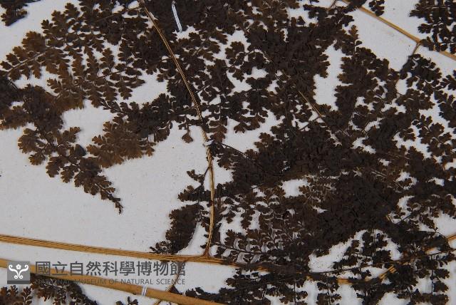 稀子蕨藏品圖，第4張