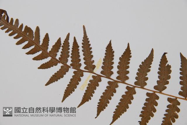假蹄蓋蕨、東洋蹄蓋蕨藏品圖，第4張