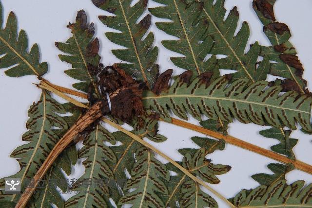 日本狗脊蕨藏品圖，第4張