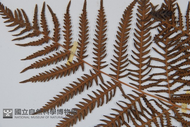 巒大蕨藏品圖，第4張