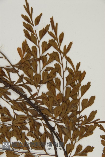 大黑柄鐵角蕨、黃鱗鐵角蕨、大羽鐵角蕨藏品圖，第4張