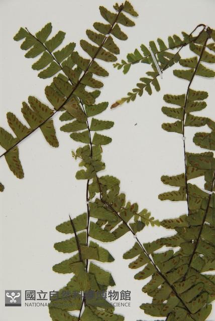 生芽鐵角蕨藏品圖，第4張