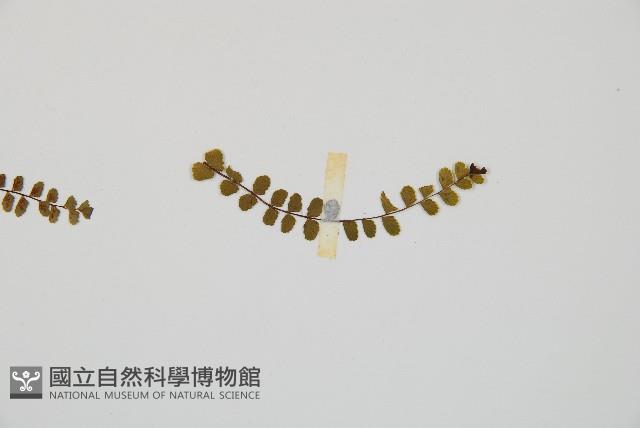 鐵角蕨藏品圖，第4張