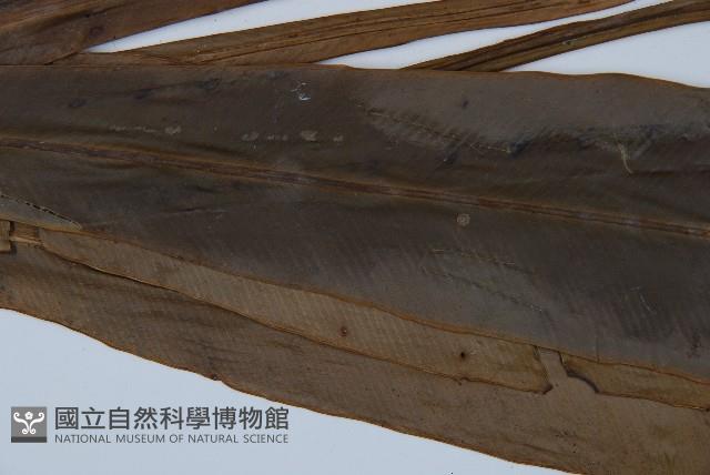 長葉巢蕨藏品圖，第4張