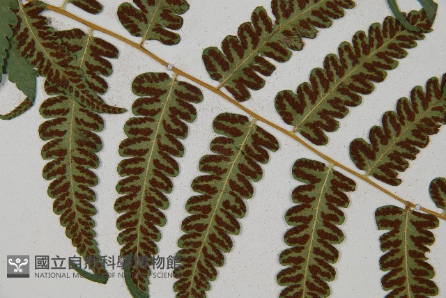 琉球雙蓋蕨藏品圖，第7張