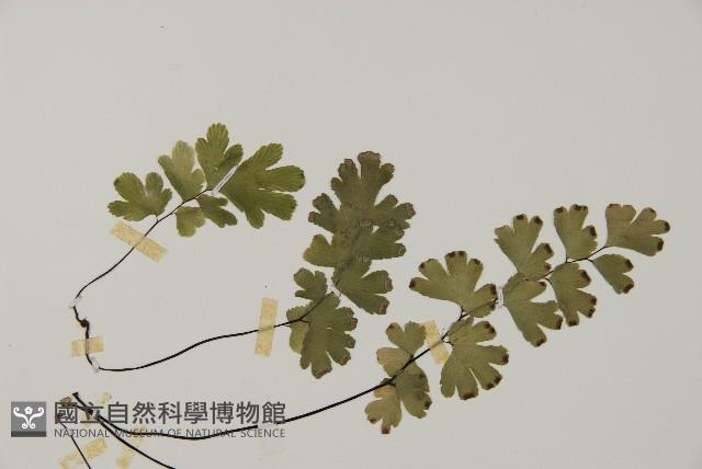 鐵線蕨藏品圖，第4張