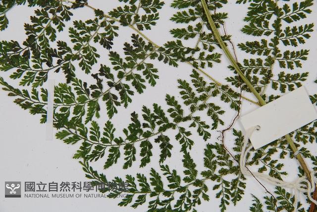 稀子蕨藏品圖，第4張