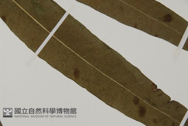 日本鳳丫蕨藏品圖，第4張