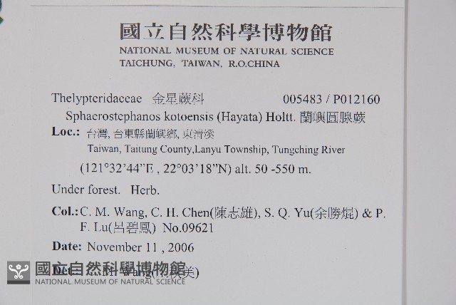 蘭嶼圓腺蕨藏品圖，第4張