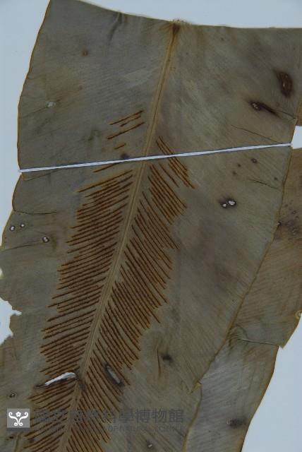 南洋山蘇花藏品圖，第3張