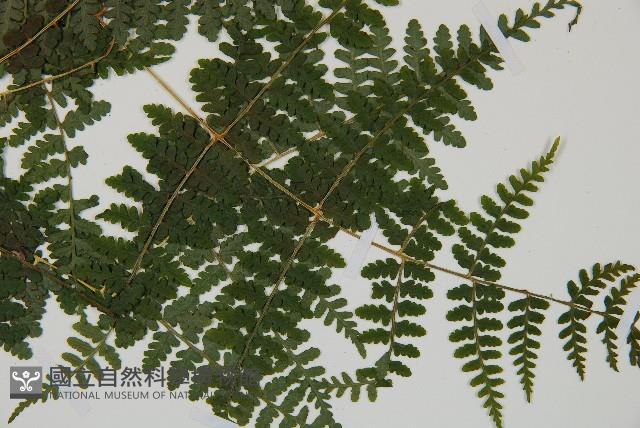 刺柄碗蕨藏品圖，第4張