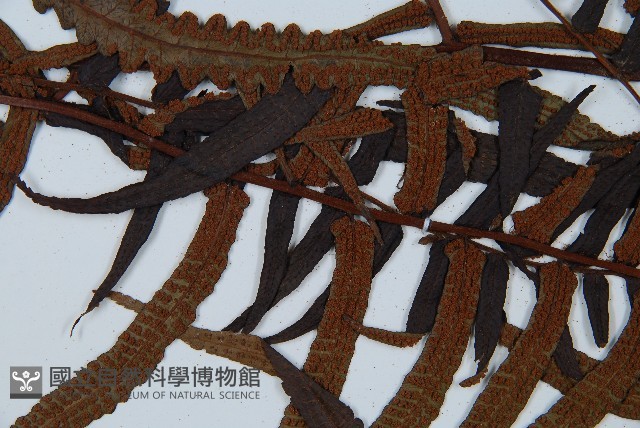 黑桫蕨藏品圖，第4張