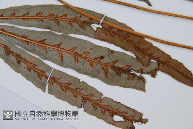 崇澍蕨藏品圖，第7張