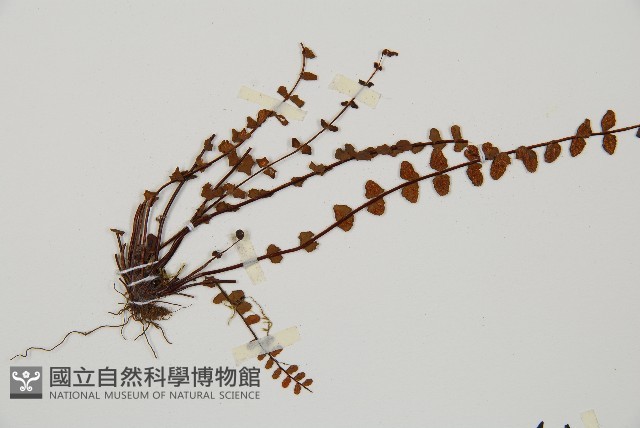 鐵角蕨藏品圖，第4張