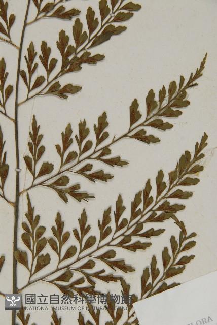 大黑柄鐵角蕨、黃鱗鐵角蕨、大羽鐵角蕨藏品圖，第4張