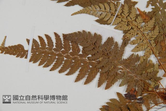 登錄號:P006060藏品圖，第4張