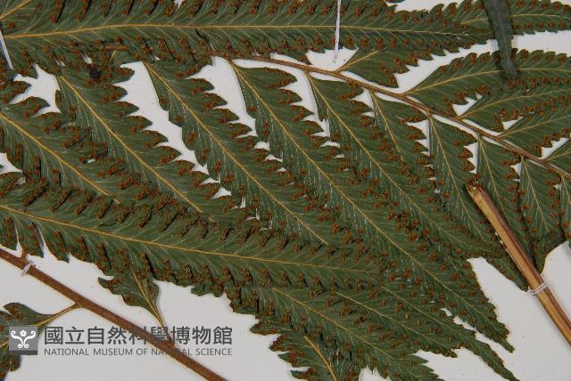 邊緣鱗蓋蕨藏品圖，第7張