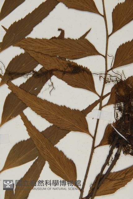 鐮葉鐵角蕨藏品圖，第4張