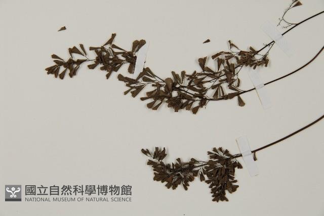 臺灣高山鐵線蕨藏品圖，第4張