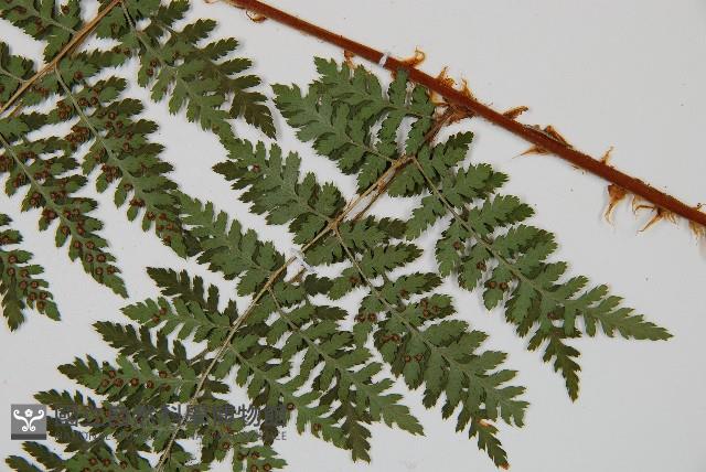 闊葉鱗毛蕨藏品圖，第4張