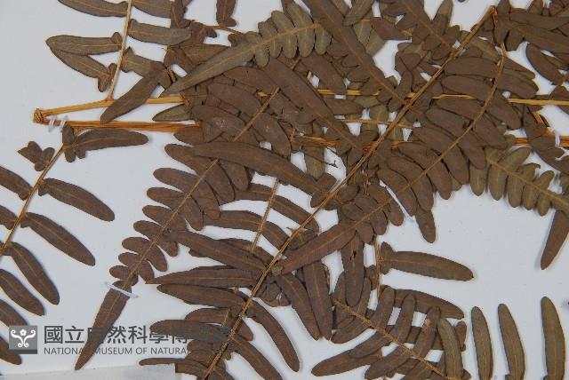 蕨藏品圖，第4張