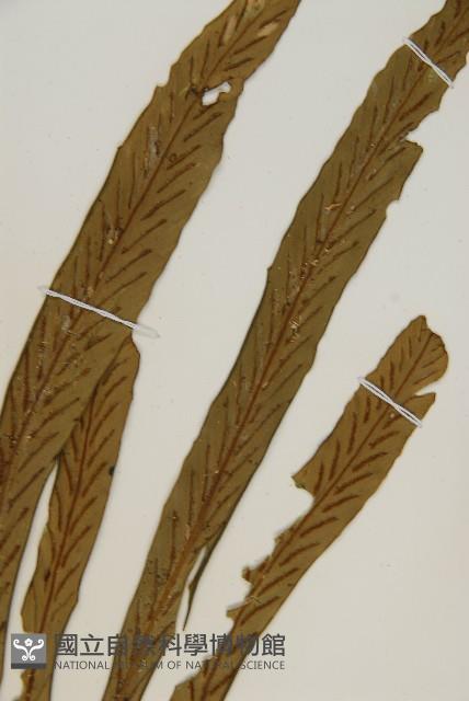 劍葉鐵角蕨、箭葉鐵角蕨藏品圖，第4張