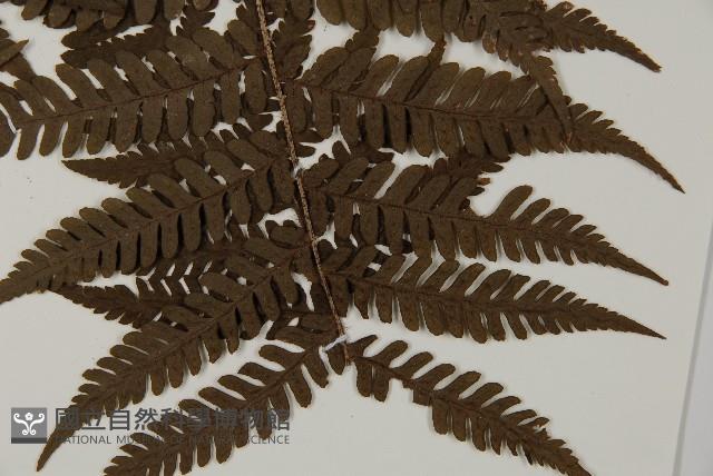 愛德氏肋毛蕨藏品圖，第4張